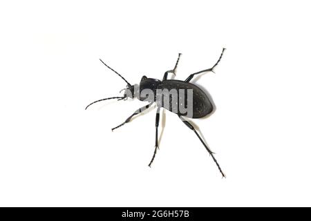 Les grands carabes Carabus hortensis sur fond blanc Banque D'Images