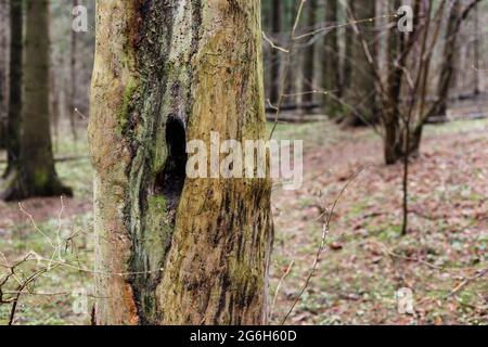 Creux à l'intérieur d'un arbre mort dans la forêt. Banque D'Images