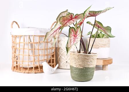 Plante exotique 'Caladium White Queen' avec des feuilles roses devant des objets de décoration comme le panier Banque D'Images