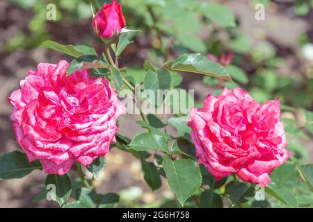 Rose de thé hybride 'le bonheur des femmes' - fleurs d'une couleur rose chaude et délicate, pas très double, avec un dessous plus foncé des pétales. Banque D'Images