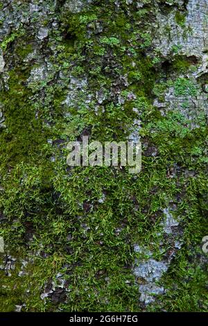 Divers lichens et mousses qui poussent sur l'écorce de tne d'un hêtre américain dans les monts Pocono en Pennsylvanie. Banque D'Images