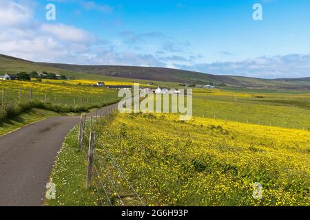 dh Buttercup champs FIRTH ORKNEY Scottish été champ de buttercups dans la campagne prairie royaume-uni paysages agricoles personne écosse Banque D'Images