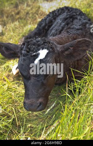 dh veaux BIRSAY ANIMAUX nouveau-né veau assis dans le champ d'herbe nouveau-né Banque D'Images