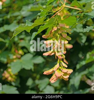 Fruits de l'érable, acer, en été Banque D'Images