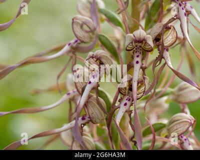 Orchidée de lézard; Himantoglossum hircinum, une fleur sauvage rare vue dans le sud-ouest du Hertfordshire en juillet. Banque D'Images
