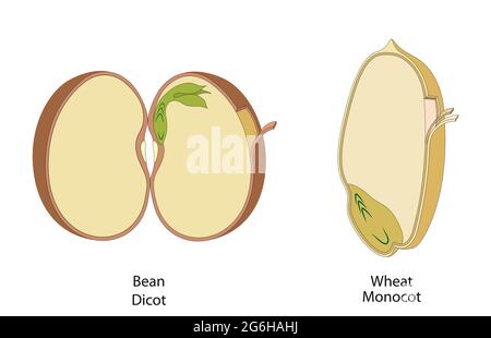 La structure de la graine en dicots et monocots Banque D'Images