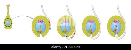 Schéma du cycle de vie de la plante à fleurs avec double fertilisation Banque D'Images