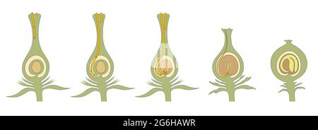 Germination du grain de pollen. Développement des germes végétaux Banque D'Images