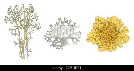 Types de lichen. Cladonia rangiferina,lichen de renne. Evernia prunastri, Oakmoss. Xanthoria parietina. Foliose ou feuillue Banque D'Images