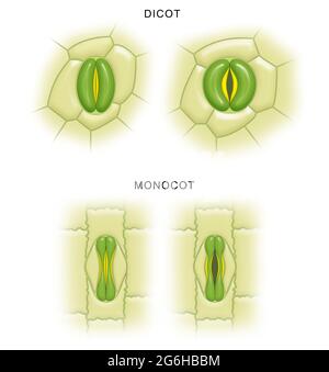 Métabolisme et transport dans les plantes. Transpiration Banque D'Images