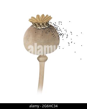 Tête de pavot et graines. Dispersion des graines Banque D'Images