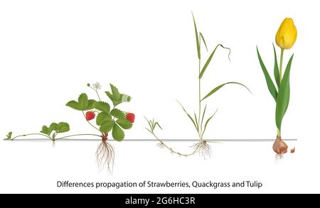 Propagation de l'herbe de la fraise et de la couchette Banque D'Images