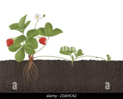 Plante de fraise avec racines, fleurs et fruits de reproduction Banque D'Images