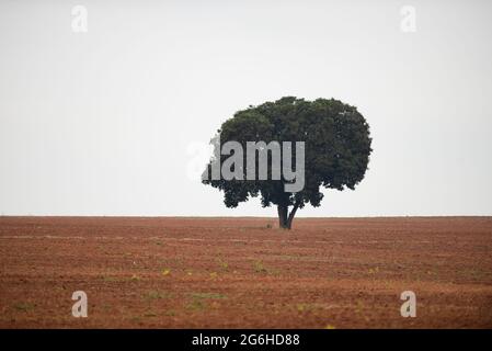 Un arbre isolé se dresse à un champ de coupe pour l'agriculture mécanisée Banque D'Images