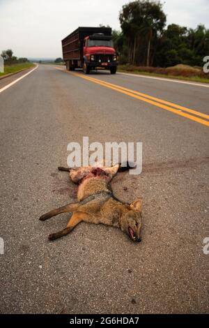 Un renard mangeant du crabe (Cerdocyon thous) tué par un véhicule sur une route près de Jardim, Mato Grosso do Sul, Brésil Banque D'Images