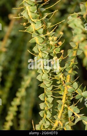 Étrange Acacia pravissima, le larmoiement de four, avec ses petites fleurs jaunes en gros plan, portrait naturel de plante Banque D'Images