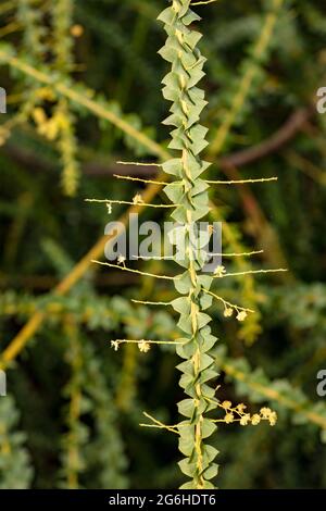 Étrange Acacia pravissima, le larmoiement de four, avec ses petites fleurs jaunes en gros plan, portrait naturel de plante Banque D'Images