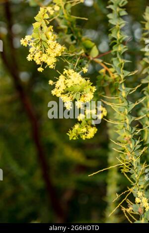 Étrange Acacia pravissima, le larmoiement de four, avec ses petites fleurs jaunes en gros plan, portrait naturel de plante Banque D'Images