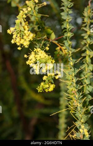 Étrange Acacia pravissima, le larmoiement de four, avec ses petites fleurs jaunes en gros plan, portrait naturel de plante Banque D'Images