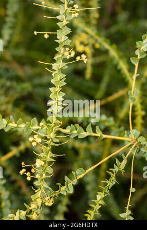 Étrange Acacia pravissima, le larmoiement de four, avec ses petites fleurs jaunes en gros plan, portrait naturel de plante Banque D'Images