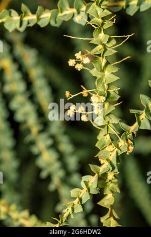 Étrange Acacia pravissima, le larmoiement de four, avec ses petites fleurs jaunes en gros plan, portrait naturel de plante Banque D'Images