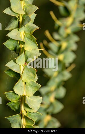 Étrange Acacia pravissima, le larmoiement de four, avec ses petites fleurs jaunes en gros plan, portrait naturel de plante Banque D'Images