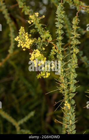 Étrange Acacia pravissima, le larmoiement de four, avec ses petites fleurs jaunes en gros plan, portrait naturel de plante Banque D'Images