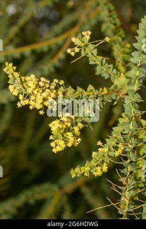 Étrange Acacia pravissima, le larmoiement de four, avec ses petites fleurs jaunes en gros plan, portrait naturel de plante Banque D'Images