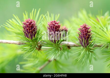 Cônes femelles rouges (fleurs) d'un mélèze européen (Larix decidua) avec de jeunes aiguilles, Berkshire, mai Banque D'Images