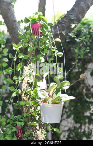 Dischidia sp ou Dischidia et ficus pumila, figues grimpantes et plante de Hoya Compacta ou de hoya tricolor Banque D'Images