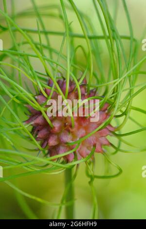 Allium vinale. Boulette d'ail sauvage. Bulbil, bulbel, Angleterre, Royaume-Uni Banque D'Images