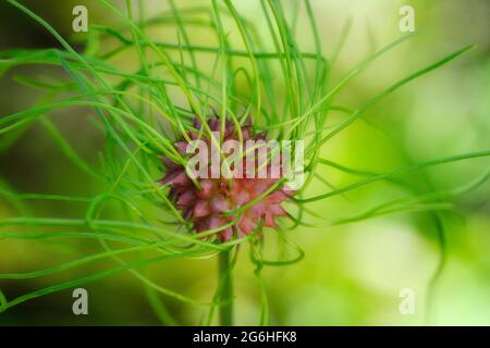 Allium vinale. Boulette d'ail sauvage. Bulbil, bulbel, Angleterre, Royaume-Uni Banque D'Images