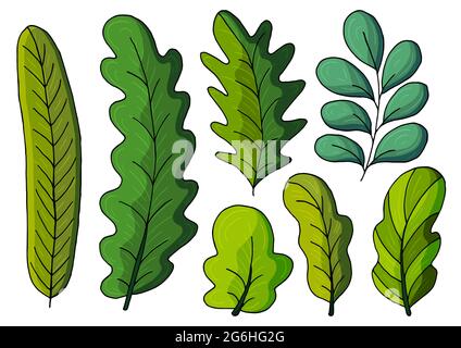 Collection de feuilles vertes décoratives. Des éléments vectoriels pour votre conception. Jeu d'illustrations en style main Illustration de Vecteur