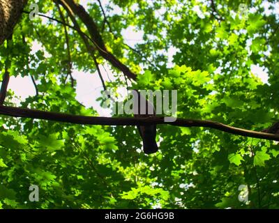 un pigeon se trouve sur une branche d'un grand arbre, en été Banque D'Images