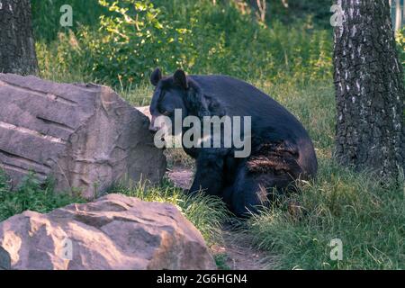 Ours noir asiatique, Ursus thibetanus, reposant à l'ombre d'un contrefort par un gros rocher. Aussi connu sous le nom de lune ou d'ours à chorée blanche, espèces de taille moyenne Banque D'Images