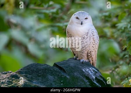 Gros plan de la hibou enneigé, Bubo scandiacus, également connu sous le nom de hibou polaire, blanc ou arctique, assis sur un rocher avec un fond vert flou. Natif à Banque D'Images