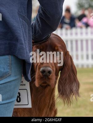 Un régleur irlandais à un spectacle de chiens Banque D'Images