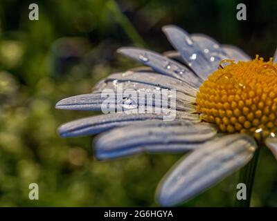 fleur de camomille avec gouttes d'eau après la pluie, en été Banque D'Images