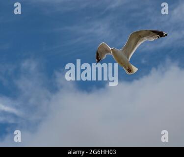 Larus argentatus, mouette Banque D'Images