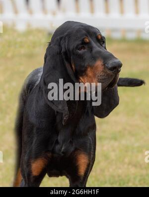 Chien setter Gordon Banque D'Images