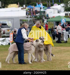 Irish wolfhounds lors d'un spectacle de chiens sous la pluie Banque D'Images