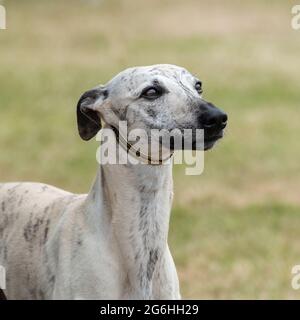 Irish wolfhounds lors d'un spectacle de chiens sous la pluie Banque D'Images