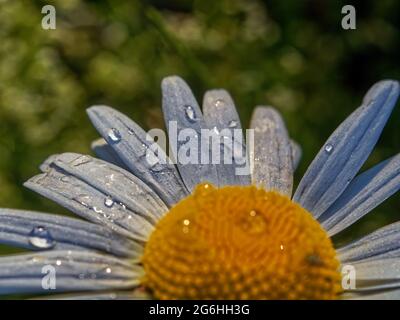 fleur de camomille avec gouttes d'eau après la pluie, en été Banque D'Images