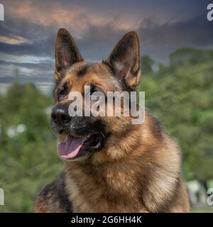 Berger allemand Banque D'Images