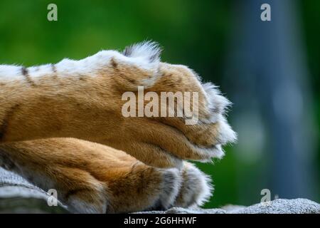 Gros plan sur les pattes de tigre Banque D'Images