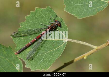 Une femelle de grande mouche rouge, Pyrrhhosoma nymphula, perçant sur une feuille d'Aspen. Banque D'Images