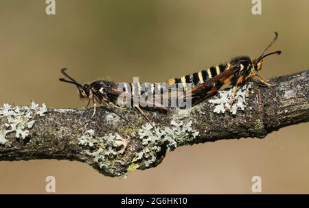 Une rare paire de Moth Clearwing à six courroies, Bembecia ichneumoniformis, se perçant sur une branche. Banque D'Images