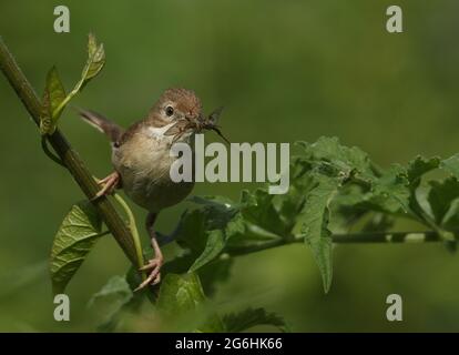 Un Whitethroat, Sylvia communis, perçant sur une plante, il a la mouche dans son bec qu'il va nourrir à ses bébés. Banque D'Images