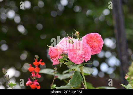 Des bouquets de roses de jardin roses entourées d'autres plantes et de fleurs avec un magnifique fond de bokeh, Angleterre, Royaume-Uni Banque D'Images