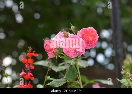 Des bouquets de roses de jardin roses entourées d'autres plantes et de fleurs avec un magnifique fond de bokeh, Angleterre, Royaume-Uni Banque D'Images